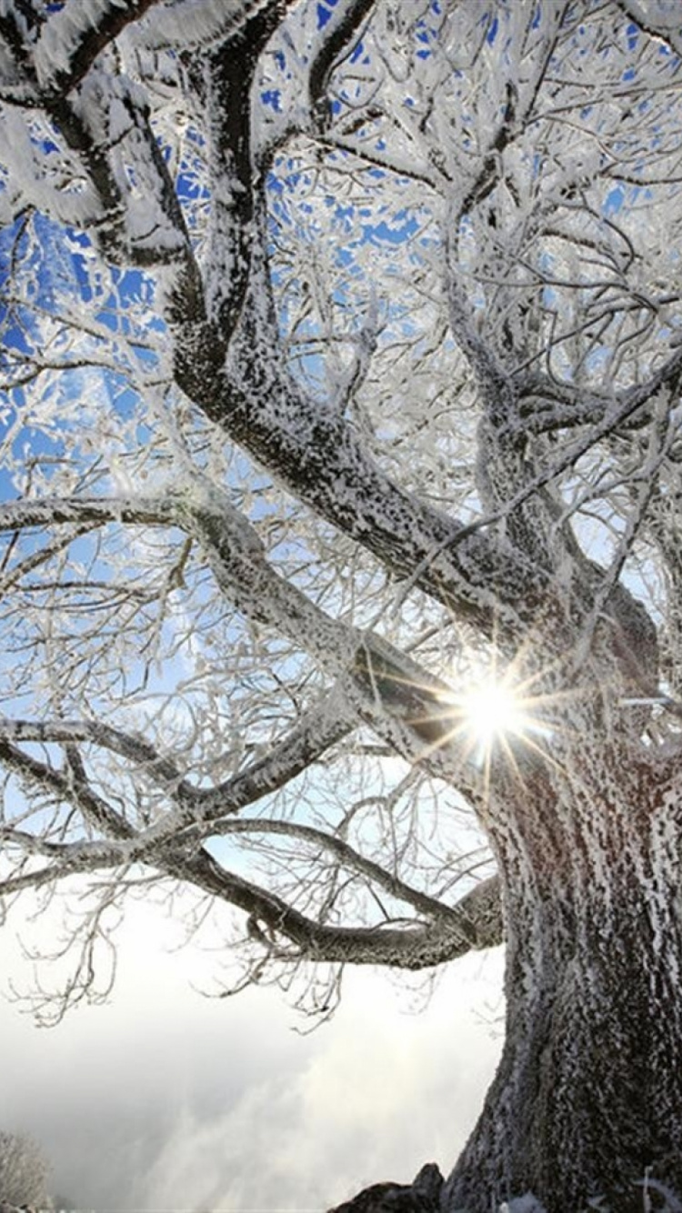 Arbre Sans Feuilles Sous Ciel Bleu Pendant la Journée. Wallpaper in 750x1334 Resolution