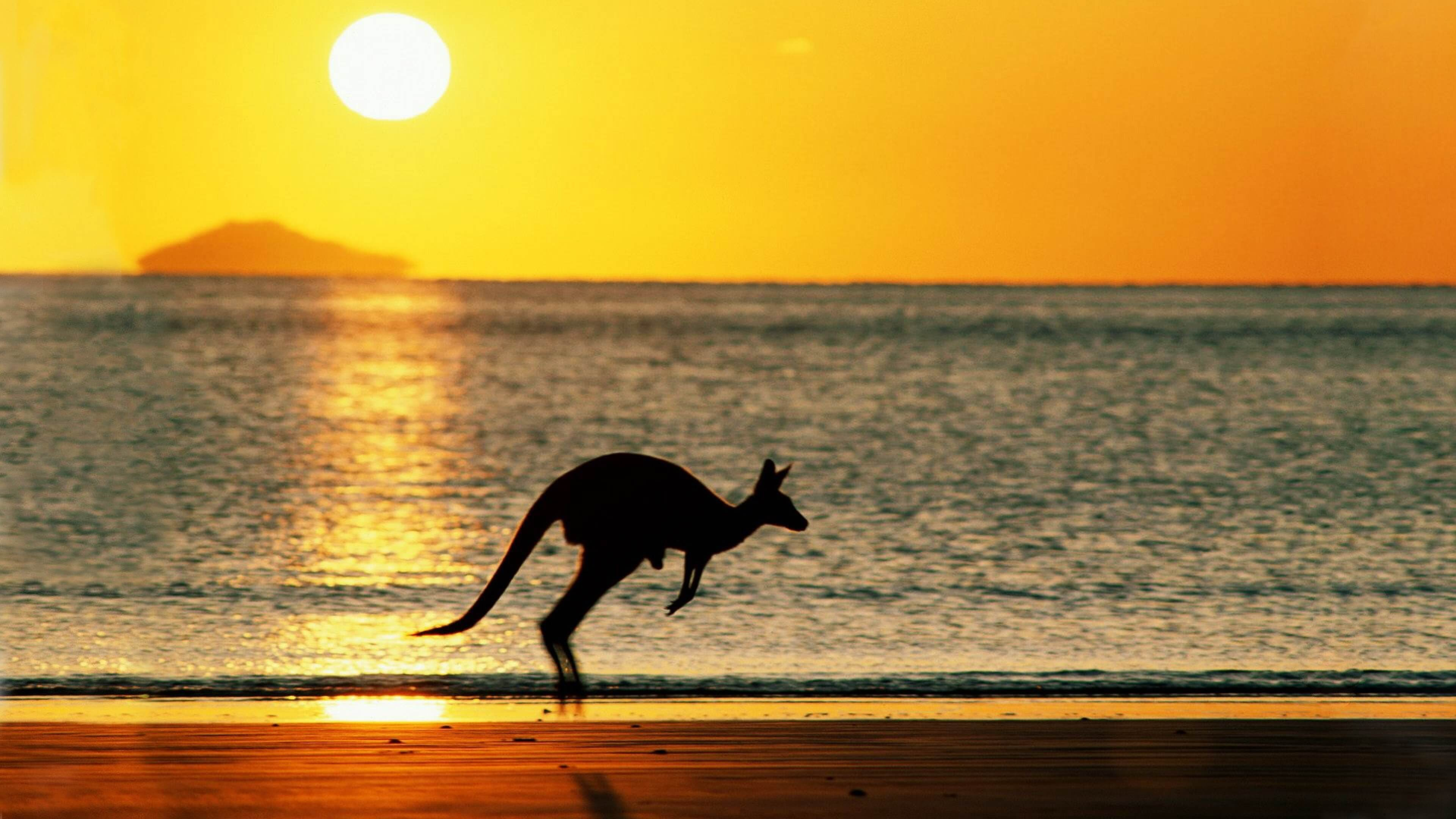 Silhouette of a Deer on Beach During Sunset. Wallpaper in 3840x2160 Resolution
