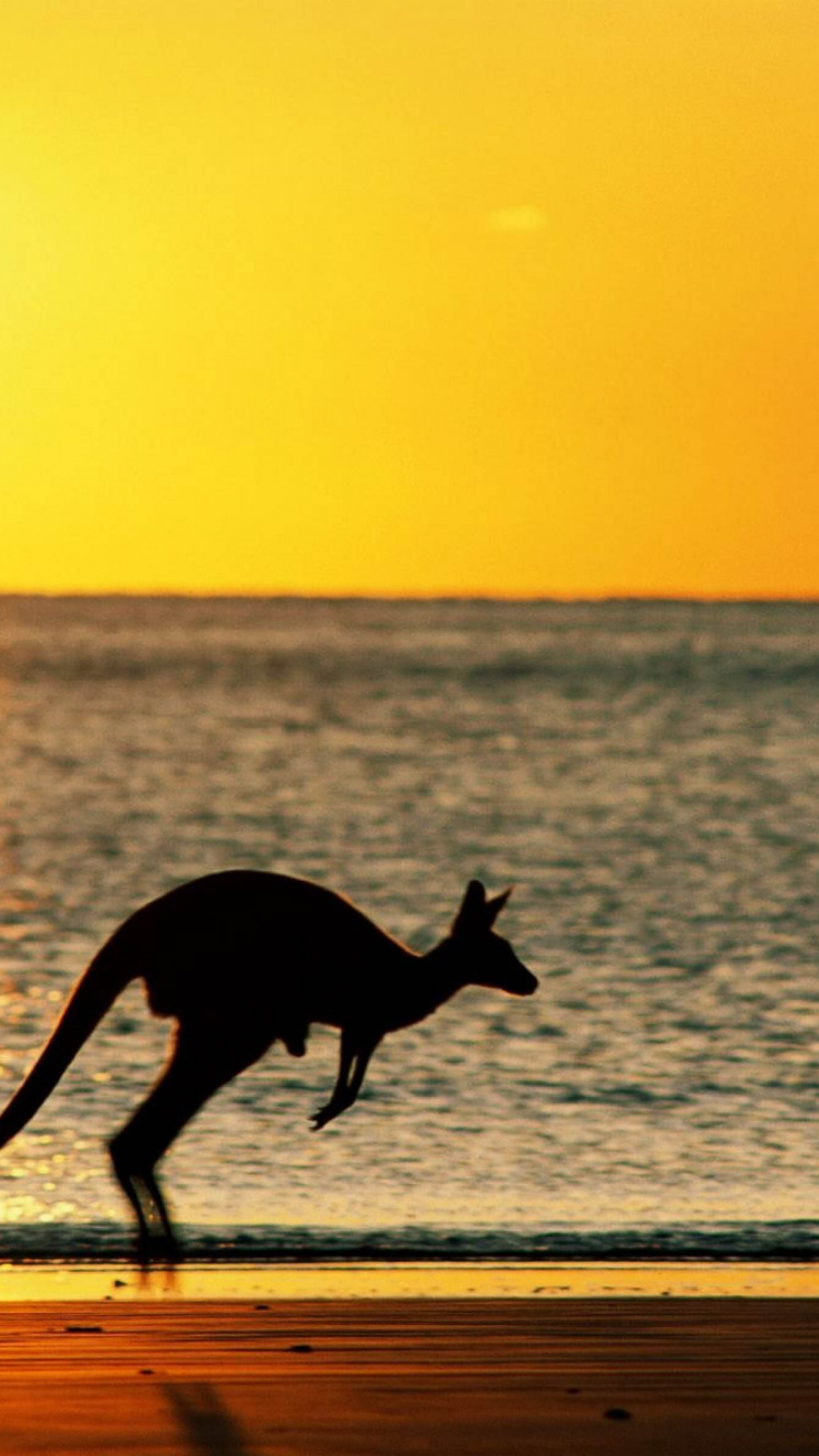 Silhouette D'un Cerf Sur la Plage Pendant le Coucher du Soleil. Wallpaper in 750x1334 Resolution