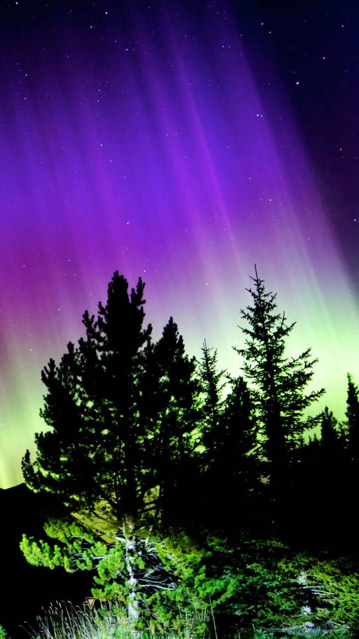 Night, Aurora, Nature, Natural Landscape, Tree. Wallpaper in 720x1280 Resolution