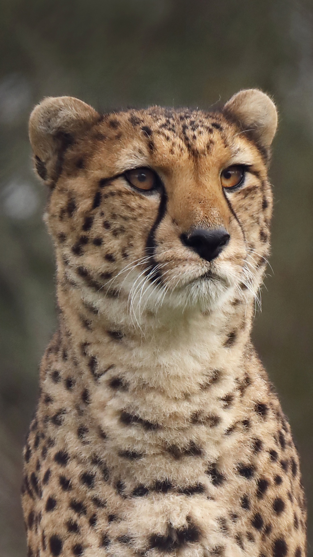 Brown and Black Cheetah in Close up Photography. Wallpaper in 1080x1920 Resolution