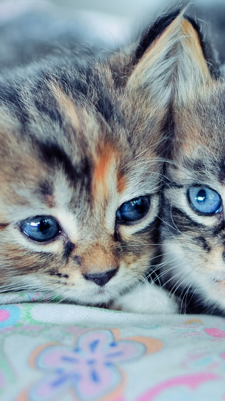 Chaton Tabby Brun Sur Textile Floral Blanc et Rose. Wallpaper in 750x1334 Resolution