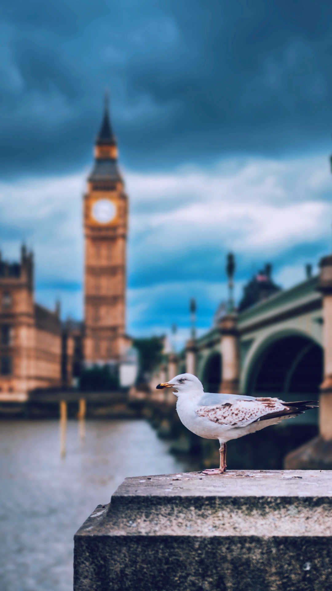 Londres, Big Ben, le Palais de Westminster, Tour de L'horloge, Mouette. Wallpaper in 1080x1920 Resolution