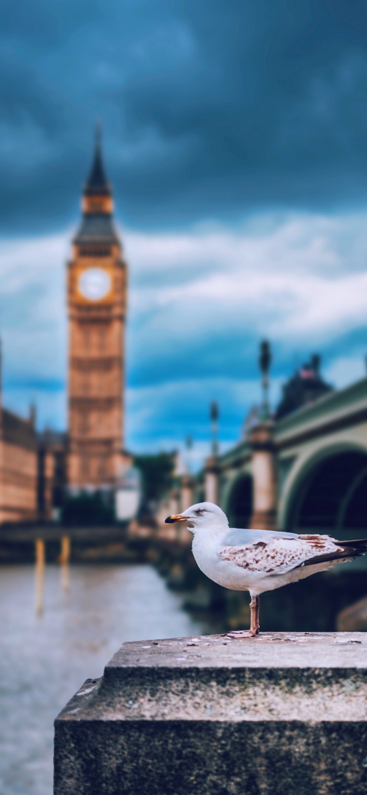 Londres, Big Ben, le Palais de Westminster, Tour de L'horloge, Mouette. Wallpaper in 1242x2688 Resolution
