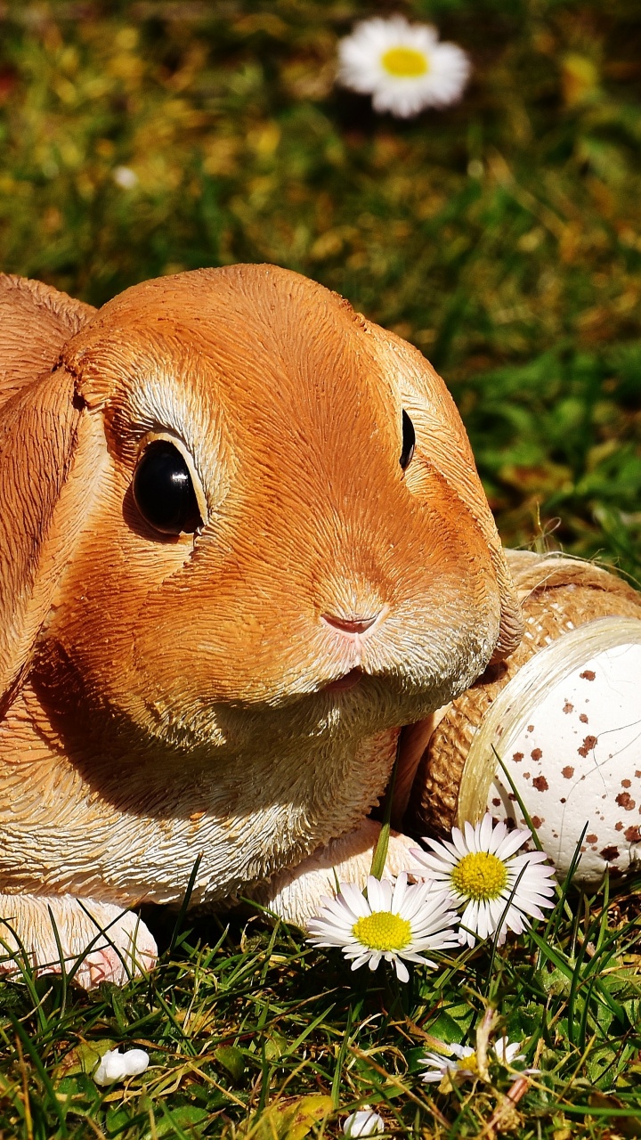 Conejito de Pascua, Conejo, Liebre, Huevo de Pascua, Fawn. Wallpaper in 720x1280 Resolution