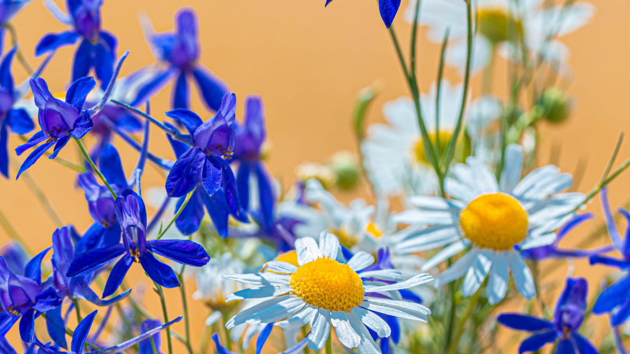 Flores Azules y Amarillas en Lentes de Cambio de Inclinación. Wallpaper in 1280x720 Resolution