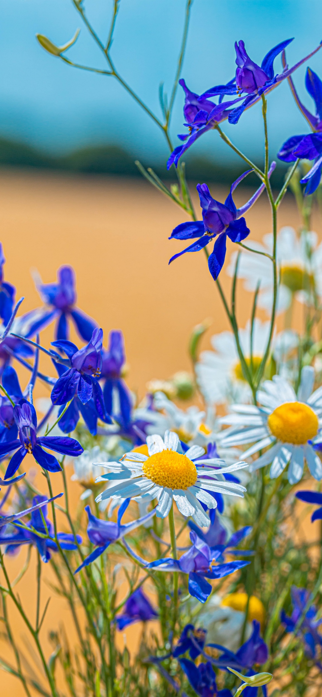 Blue and Yellow Flowers in Tilt Shift Lens. Wallpaper in 1125x2436 Resolution