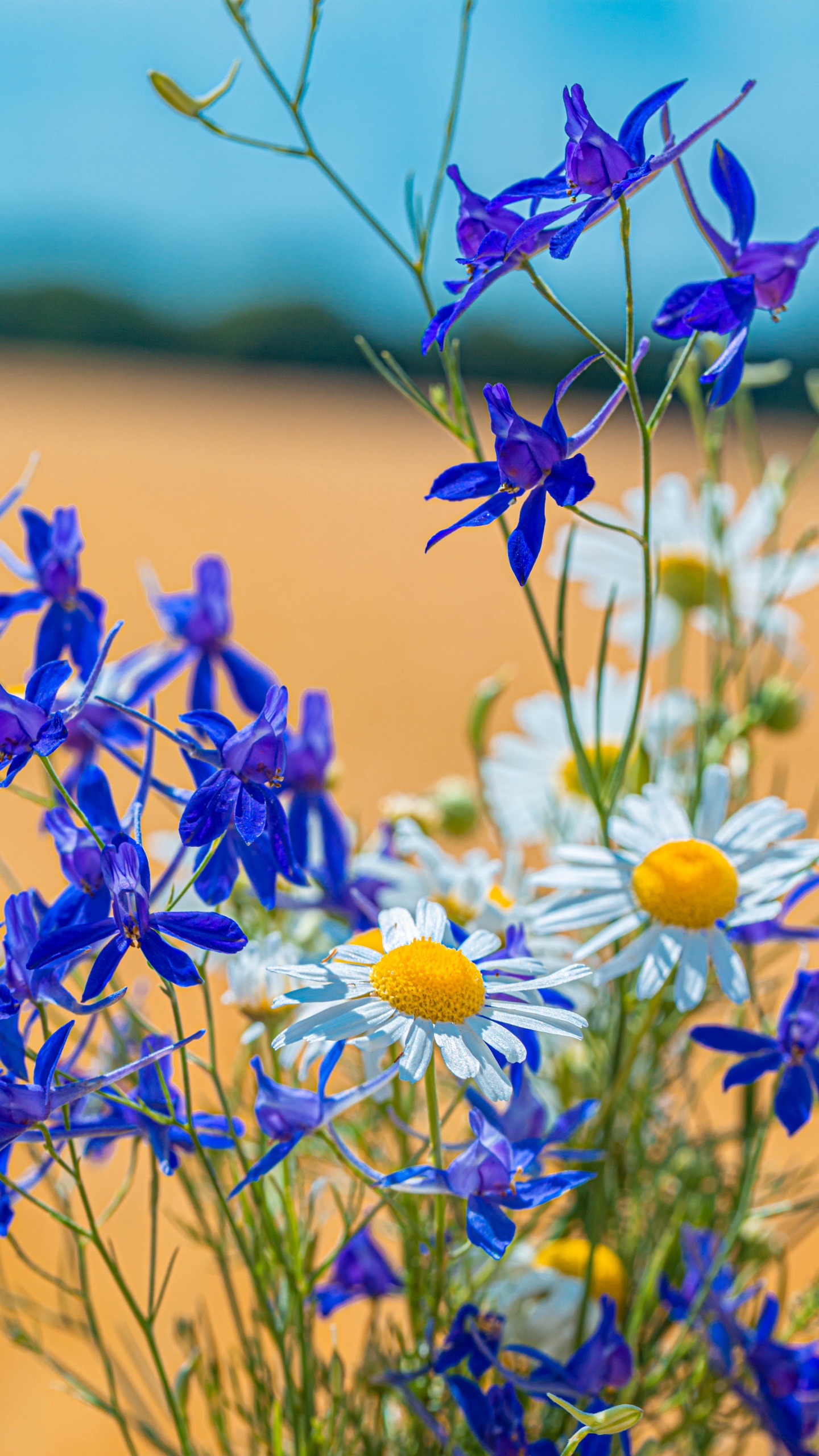 Blue and Yellow Flowers in Tilt Shift Lens. Wallpaper in 1440x2560 Resolution