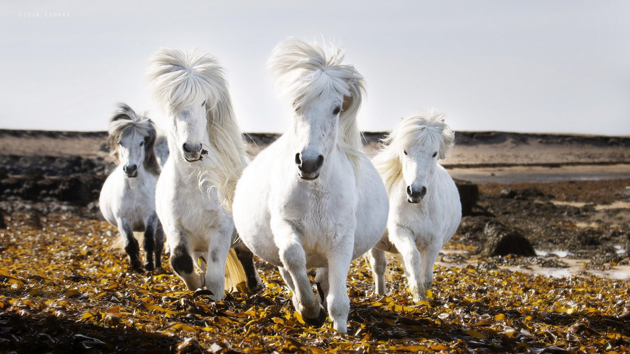 Caballos Blancos Sobre Hojas Secas Marrones Durante el Día. Wallpaper in 1280x720 Resolution