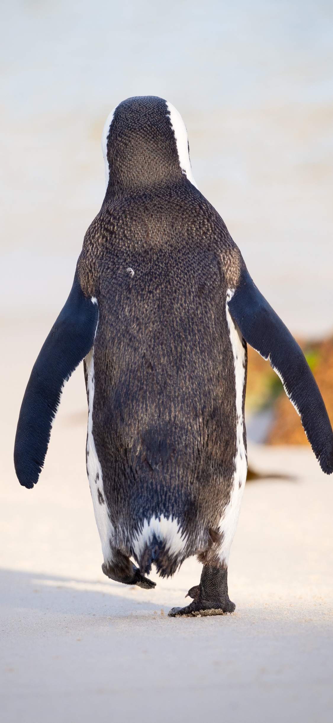 Black and White Penguin Walking on White Sand During Daytime. Wallpaper in 1125x2436 Resolution