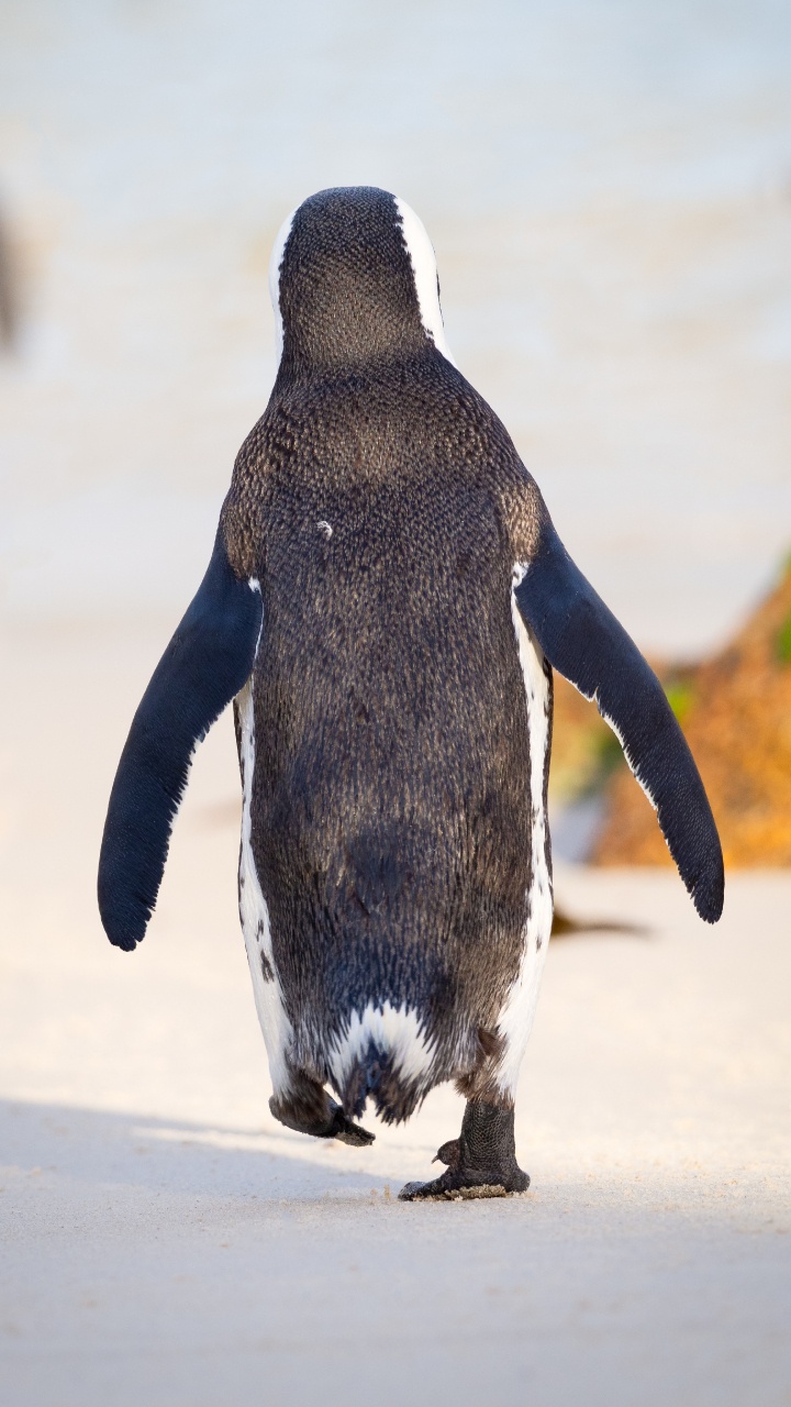 Black and White Penguin Walking on White Sand During Daytime. Wallpaper in 720x1280 Resolution