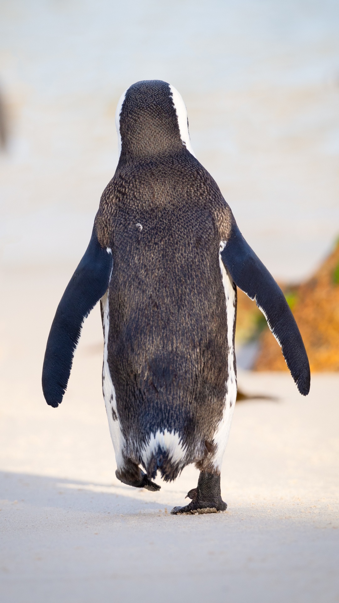 Schwarz-Weiß-Pinguin, Der Tagsüber Auf Weißem Sand Läuft. Wallpaper in 1080x1920 Resolution