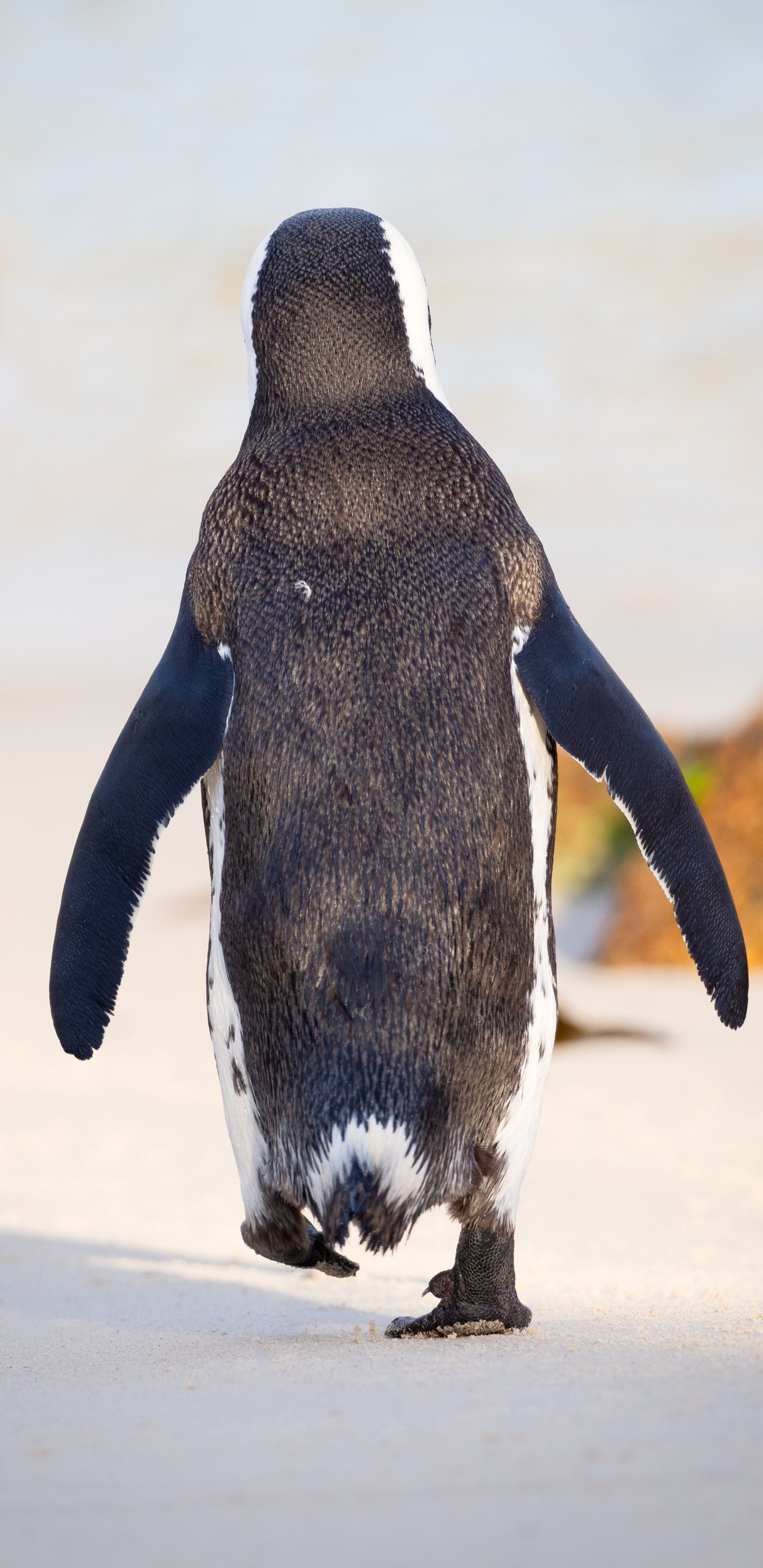 Schwarz-Weiß-Pinguin, Der Tagsüber Auf Weißem Sand Läuft. Wallpaper in 1440x2960 Resolution