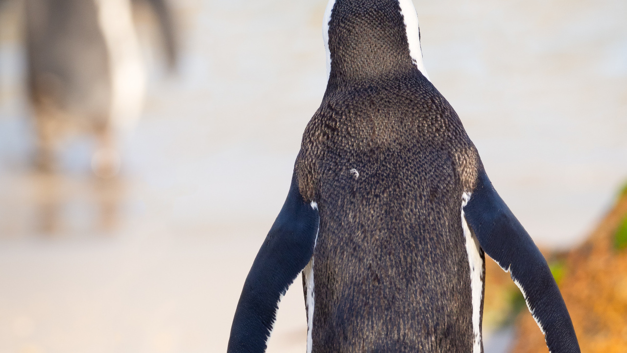 Pingouin Noir et Blanc Marchant Sur le Sable Blanc Pendant la Journée. Wallpaper in 1280x720 Resolution