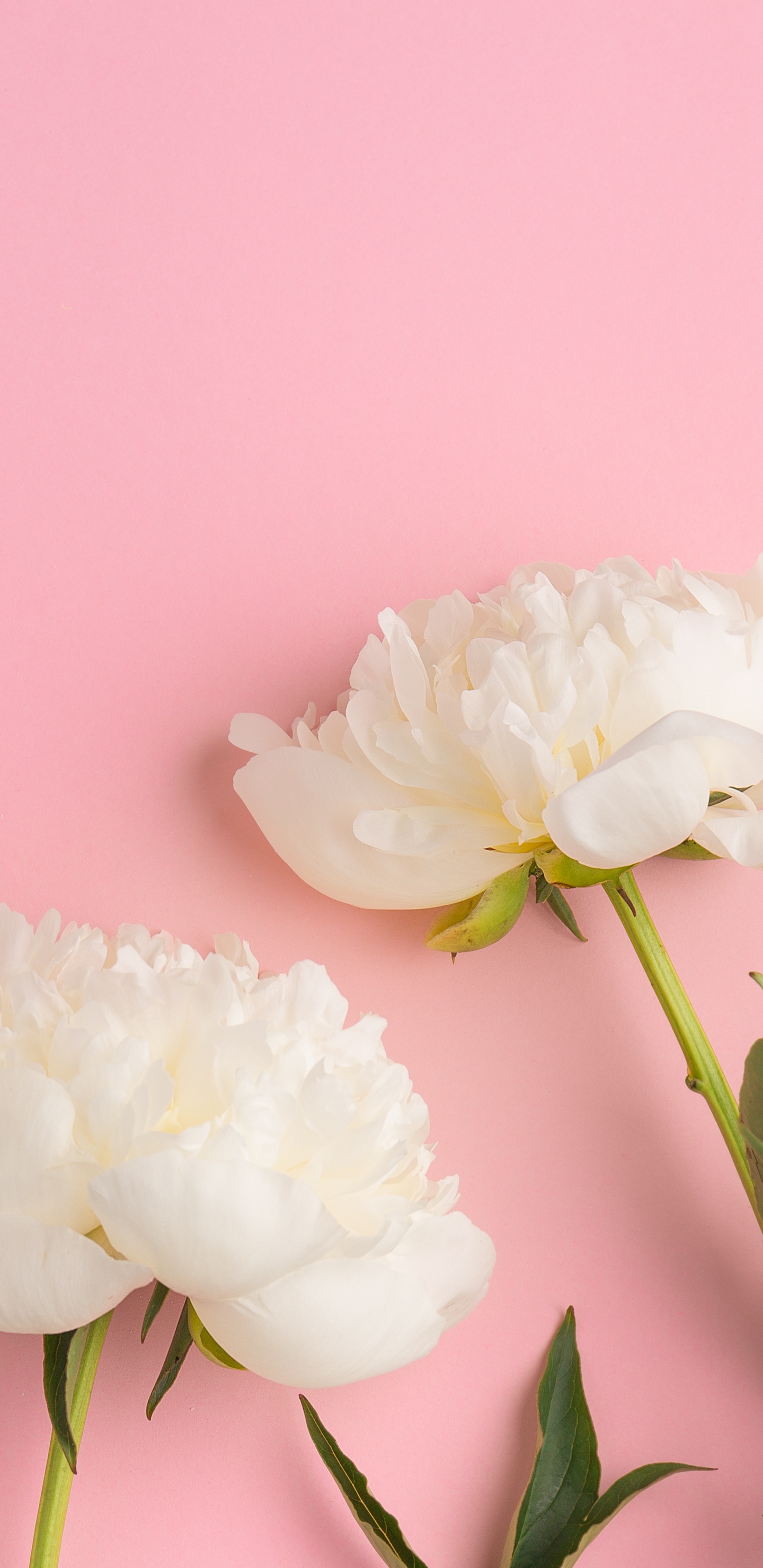 White Flowers With Green Leaves. Wallpaper in 1440x2960 Resolution