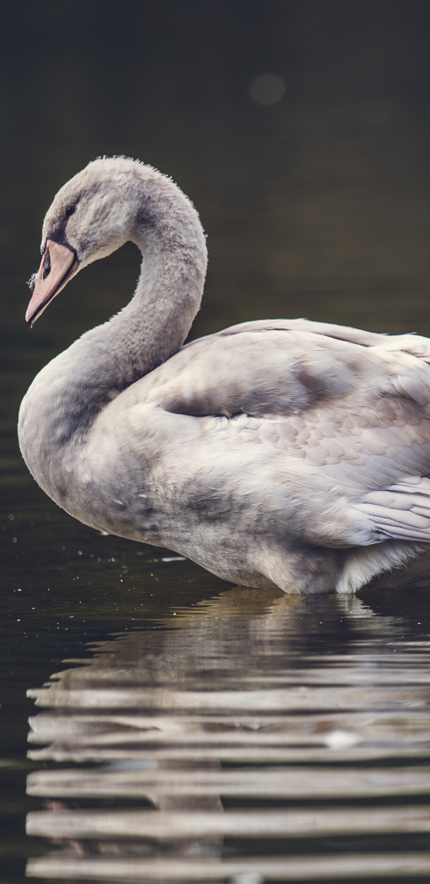 Weiße Ente Tagsüber Auf Dem Wasser. Wallpaper in 1440x2960 Resolution