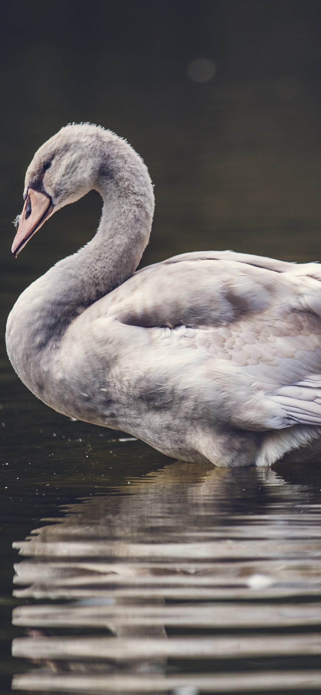 White Duck on Water During Daytime. Wallpaper in 1125x2436 Resolution