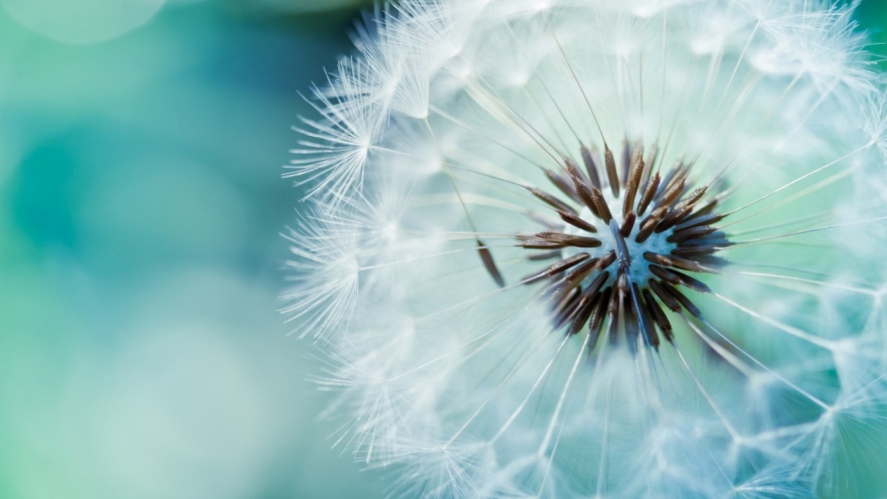 White Dandelion in Close up Photography. Wallpaper in 1280x720 Resolution