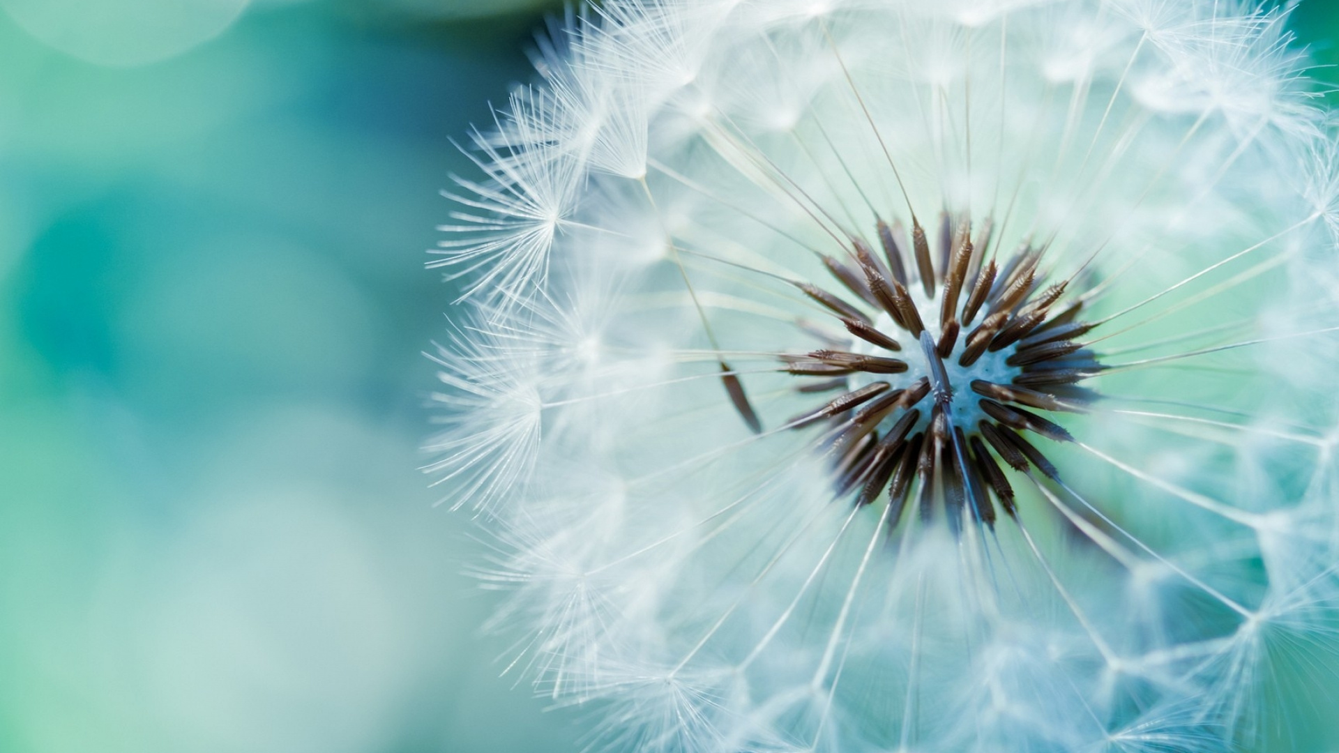 White Dandelion in Close up Photography. Wallpaper in 1920x1080 Resolution