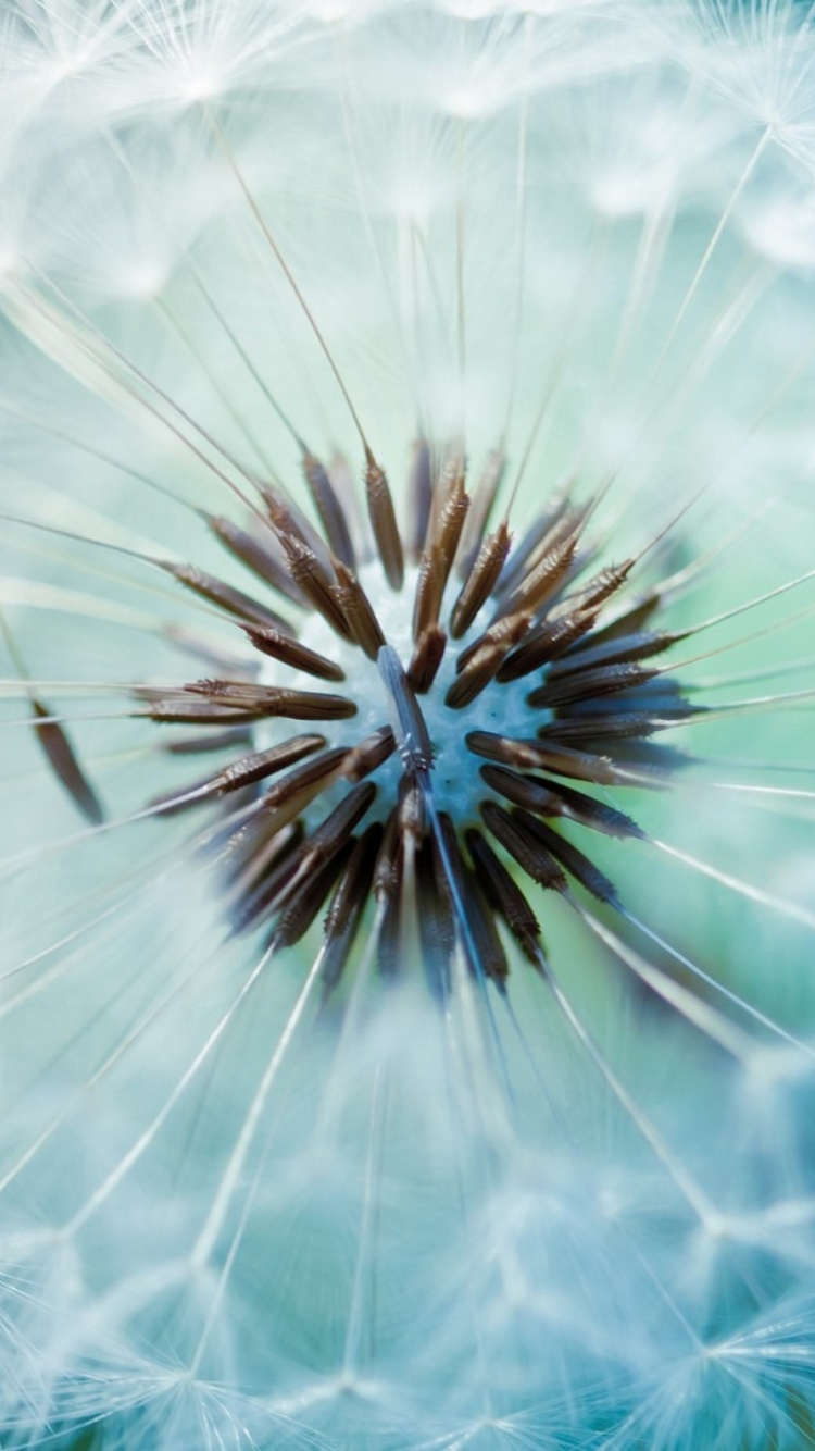 White Dandelion in Close up Photography. Wallpaper in 750x1334 Resolution