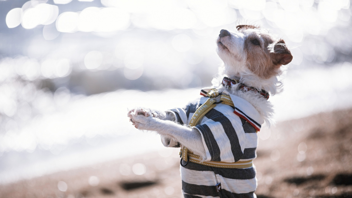 Hund, Abenteuer, Hund Wie Säugetier, Spaß, Cloud. Wallpaper in 1366x768 Resolution