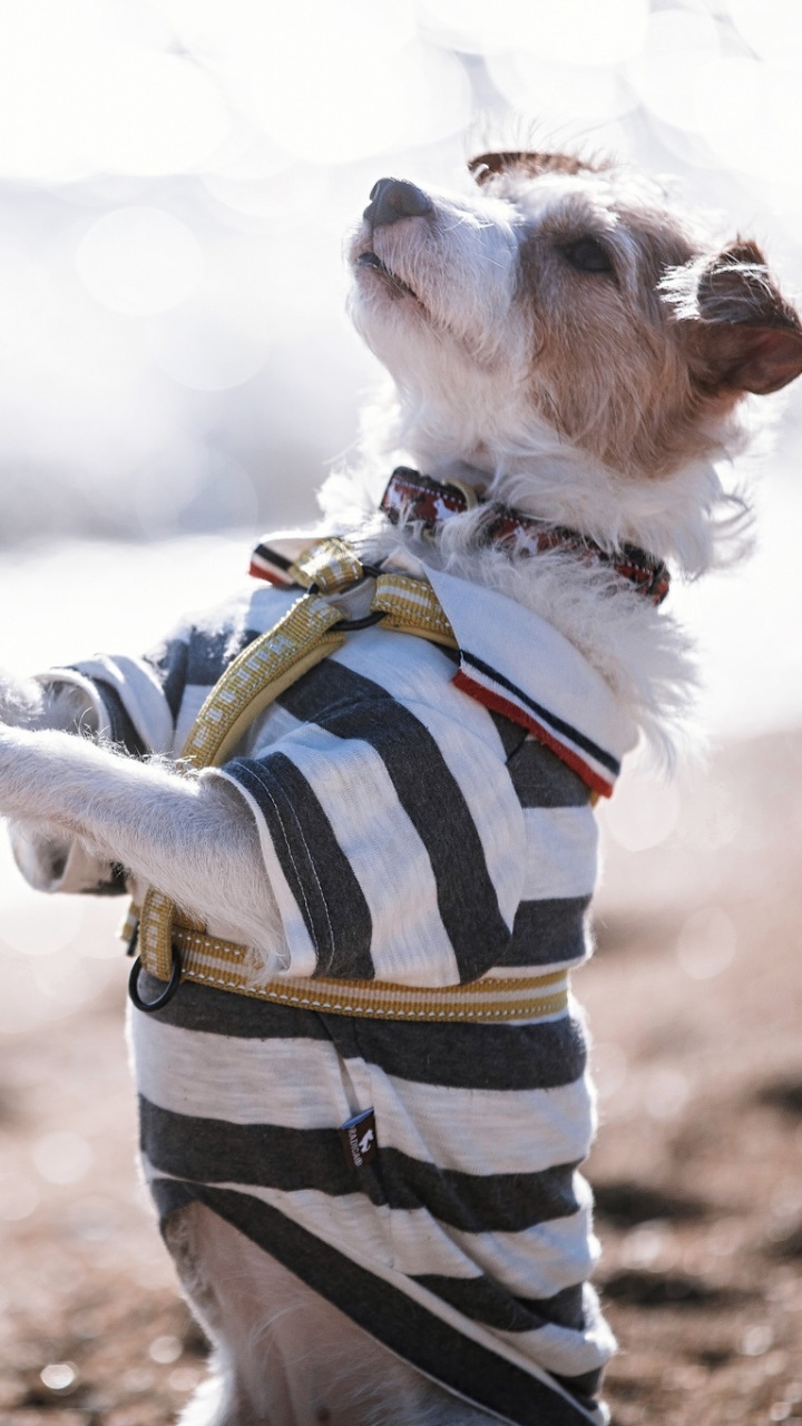 Dog, Adventure, Dog Like Mammal, Snout, Fun. Wallpaper in 720x1280 Resolution