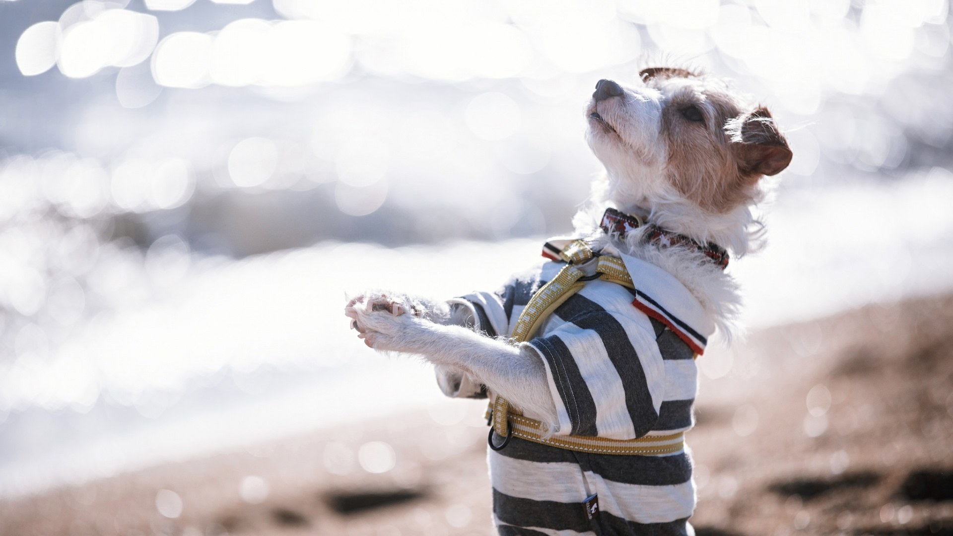 Chien, Aventure, Chien, Comme Les Mammifères, Amusement. Wallpaper in 1920x1080 Resolution