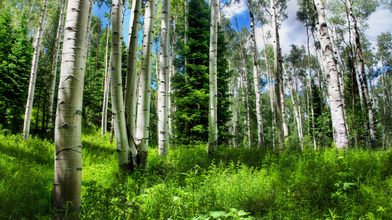Campo de Hierba Verde y Árboles Bajo un Cielo Azul Durante el Día. Wallpaper in 1366x768 Resolution