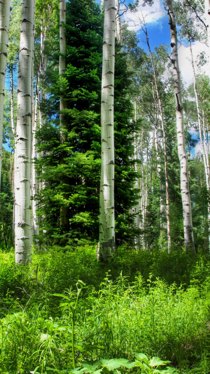 Campo de Hierba Verde y Árboles Bajo un Cielo Azul Durante el Día. Wallpaper in 720x1280 Resolution