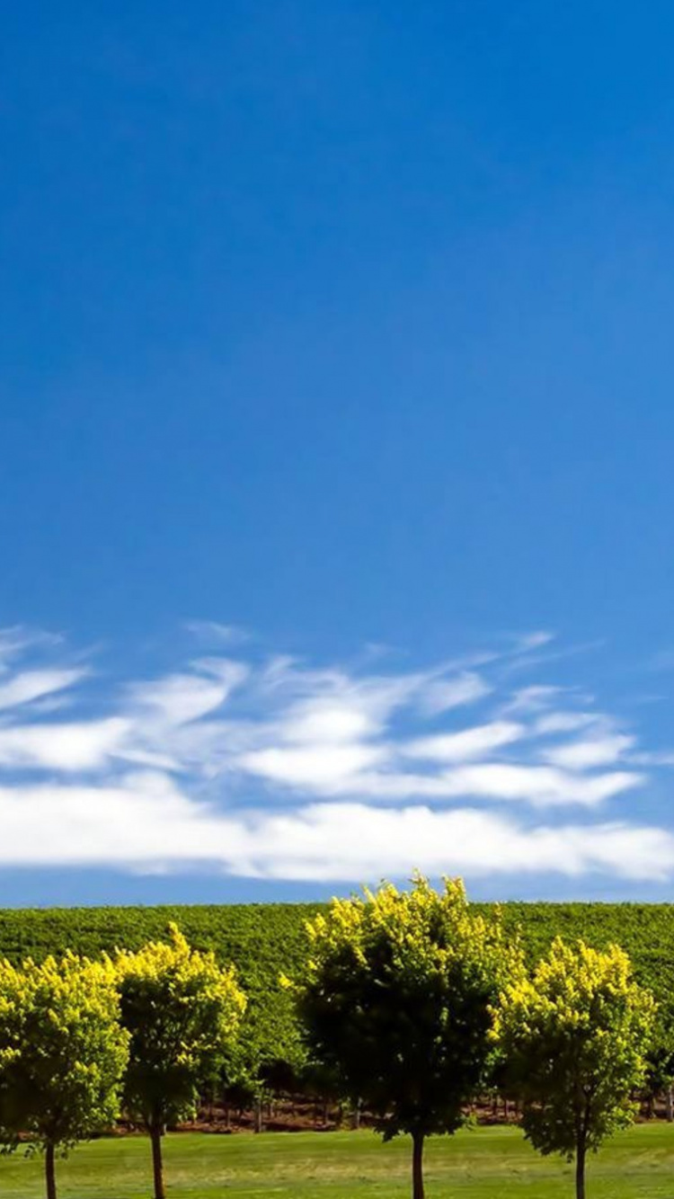 Green Grass Field Under Blue Sky During Daytime. Wallpaper in 750x1334 Resolution