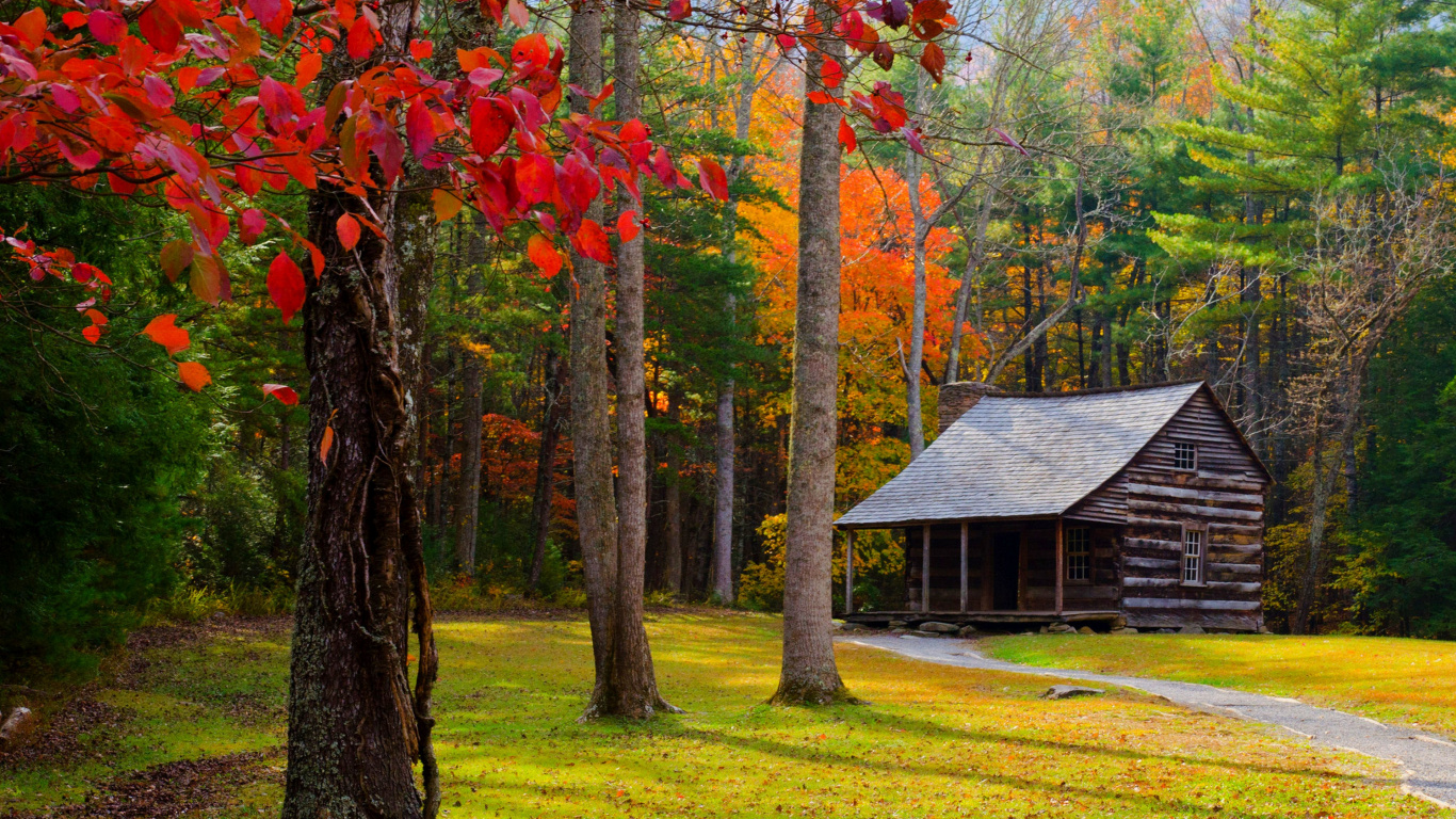 Maison en Bois Brune au Milieu de la Forêt Pendant la Journée. Wallpaper in 1366x768 Resolution