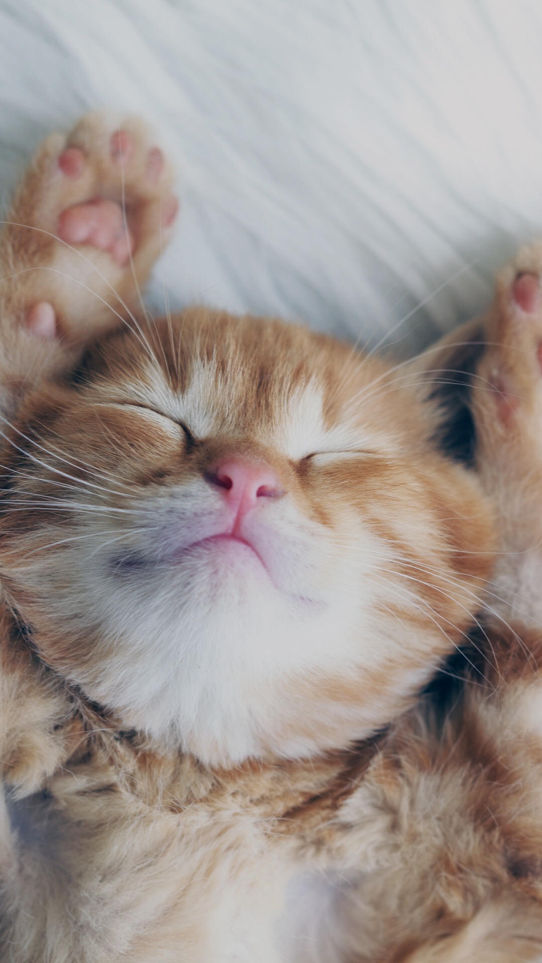 Whiskers, Wisgoon - Social Network, Norwegian Forest Cat, Snout, Fur. Wallpaper in 1080x1920 Resolution