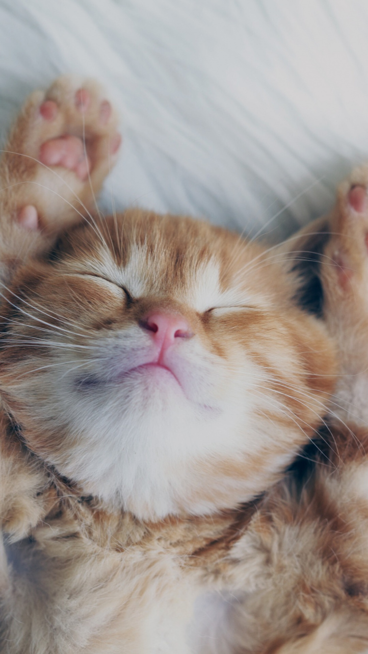 Whiskers, Wisgoon - Social Network, Norwegian Forest Cat, Snout, Fur. Wallpaper in 750x1334 Resolution