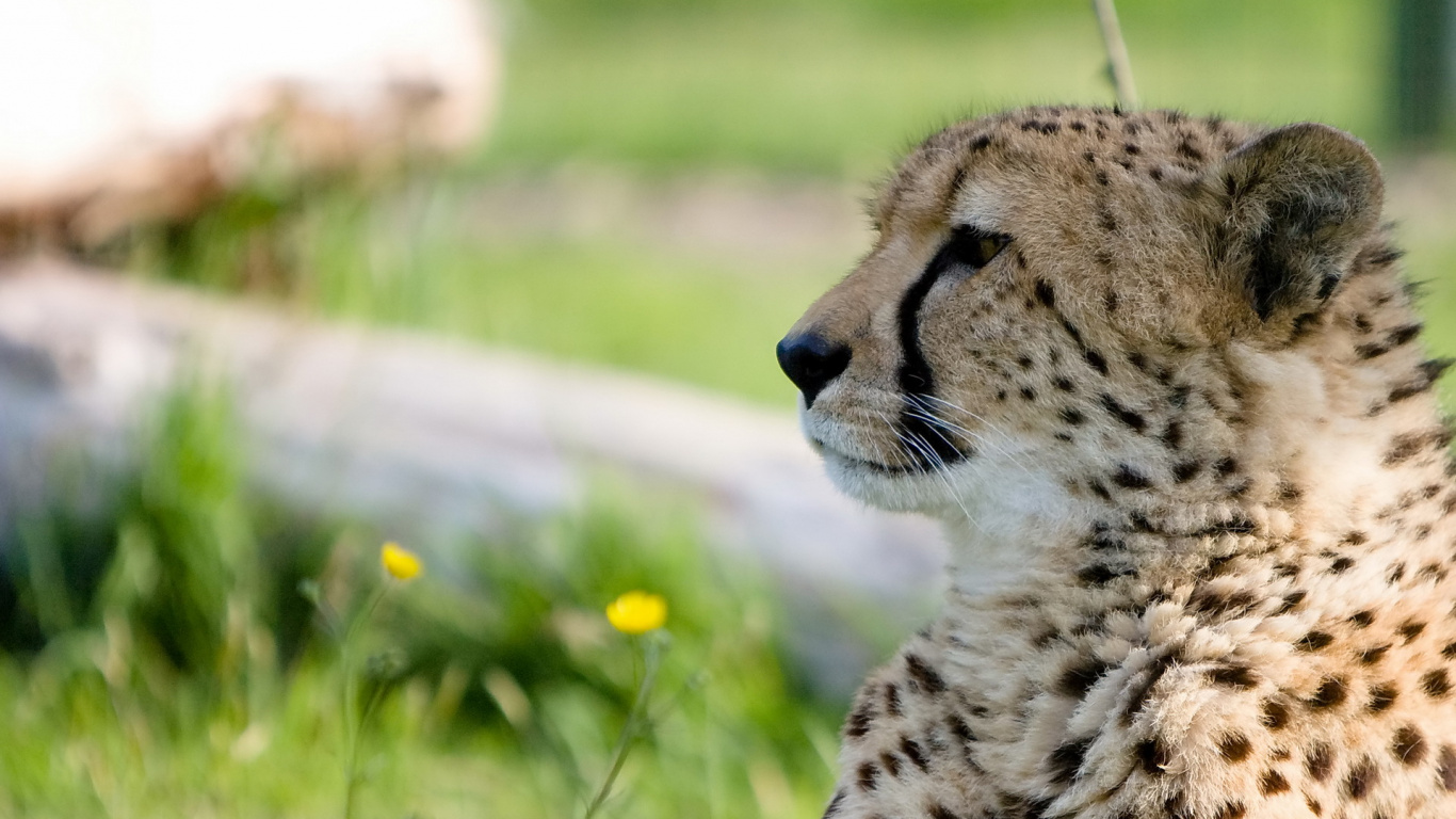Cheetah on Green Grass During Daytime. Wallpaper in 1366x768 Resolution
