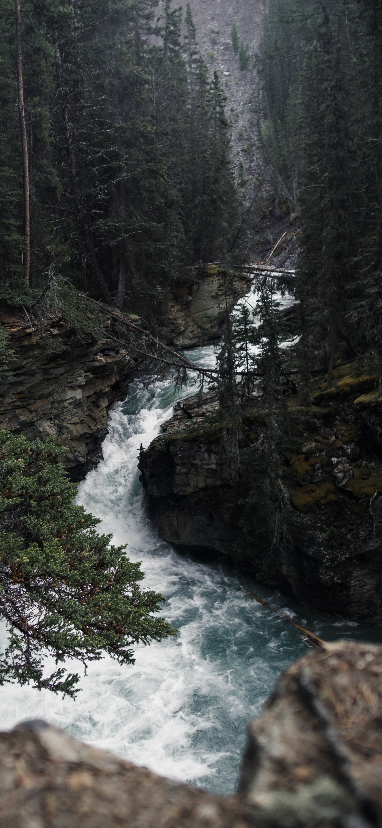 Natur, Wasser, Wasserressourcen, Naturlandschaft, Baum. Wallpaper in 1242x2688 Resolution