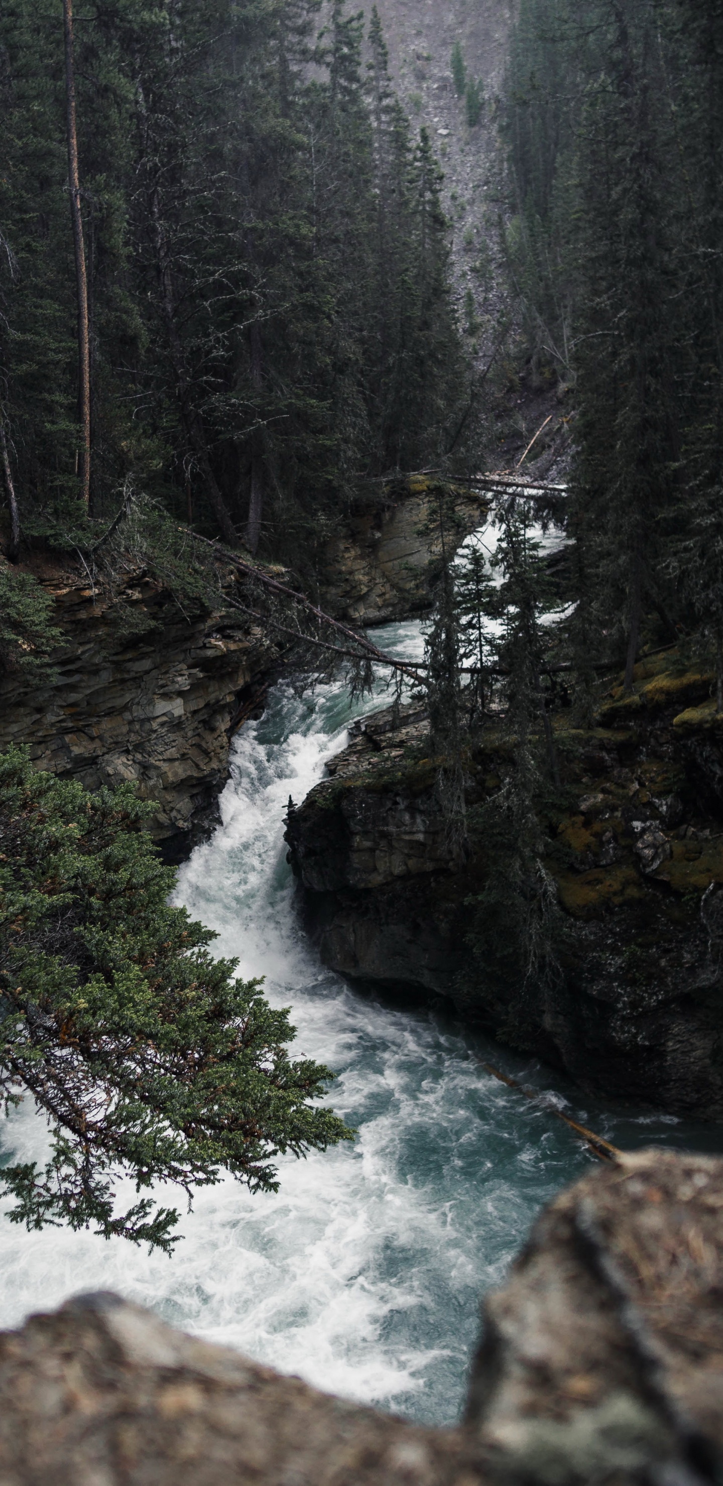 Natur, Wasser, Wasserressourcen, Naturlandschaft, Baum. Wallpaper in 1440x2960 Resolution
