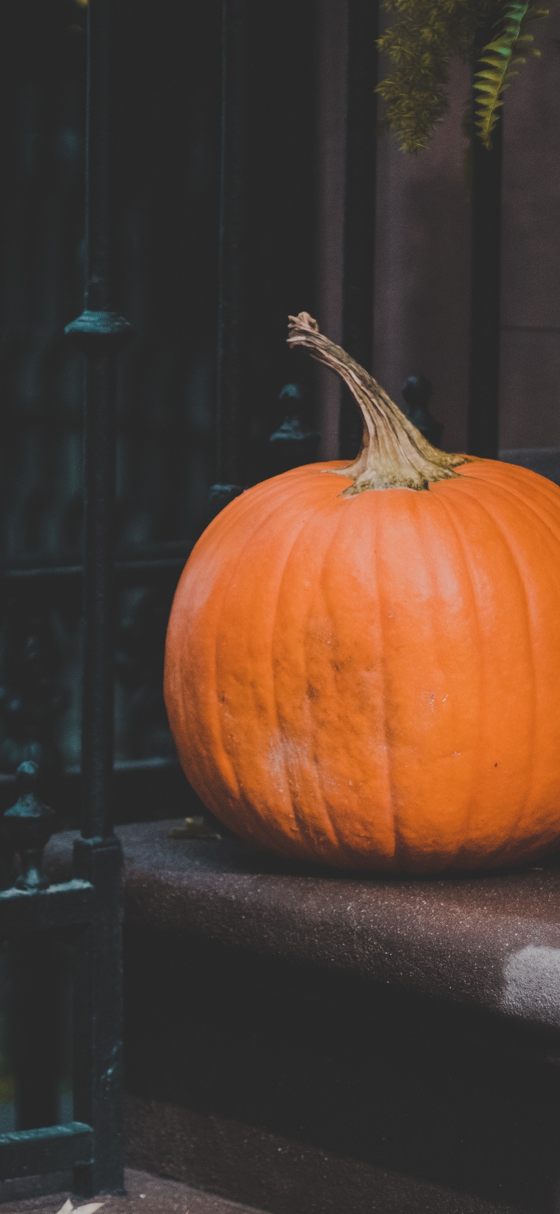 Calabaza, 冬南瓜, 橙色, 南瓜, 仍然生活 壁纸 1125x2436 允许