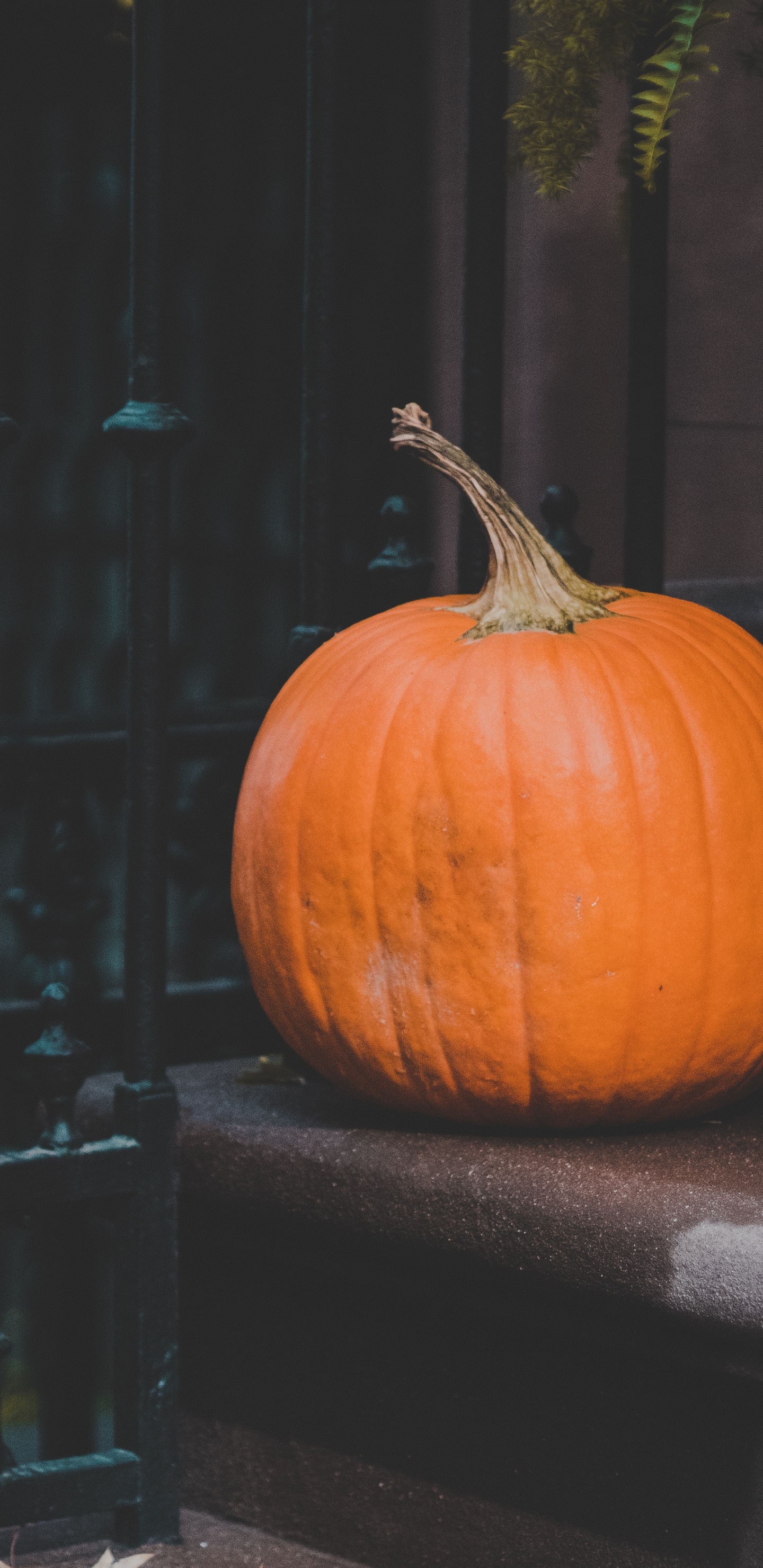 Orange Pumpkin on Black Metal Fence. Wallpaper in 1440x2960 Resolution
