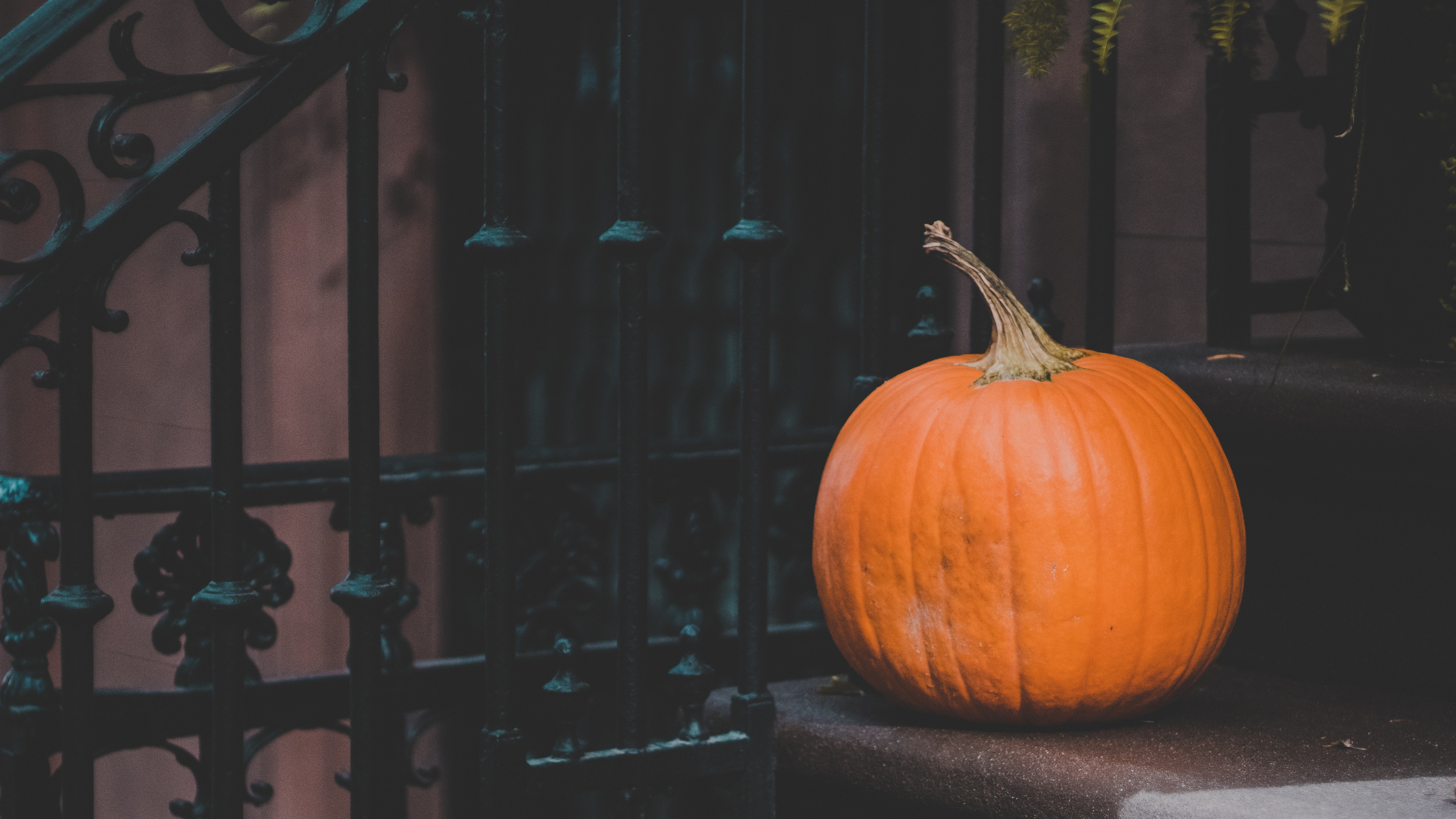 Orange Pumpkin on Black Metal Fence. Wallpaper in 2560x1440 Resolution