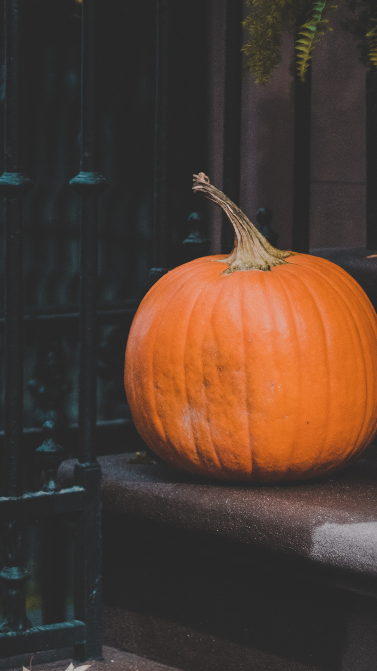 Orange Pumpkin on Black Metal Fence. Wallpaper in 750x1334 Resolution