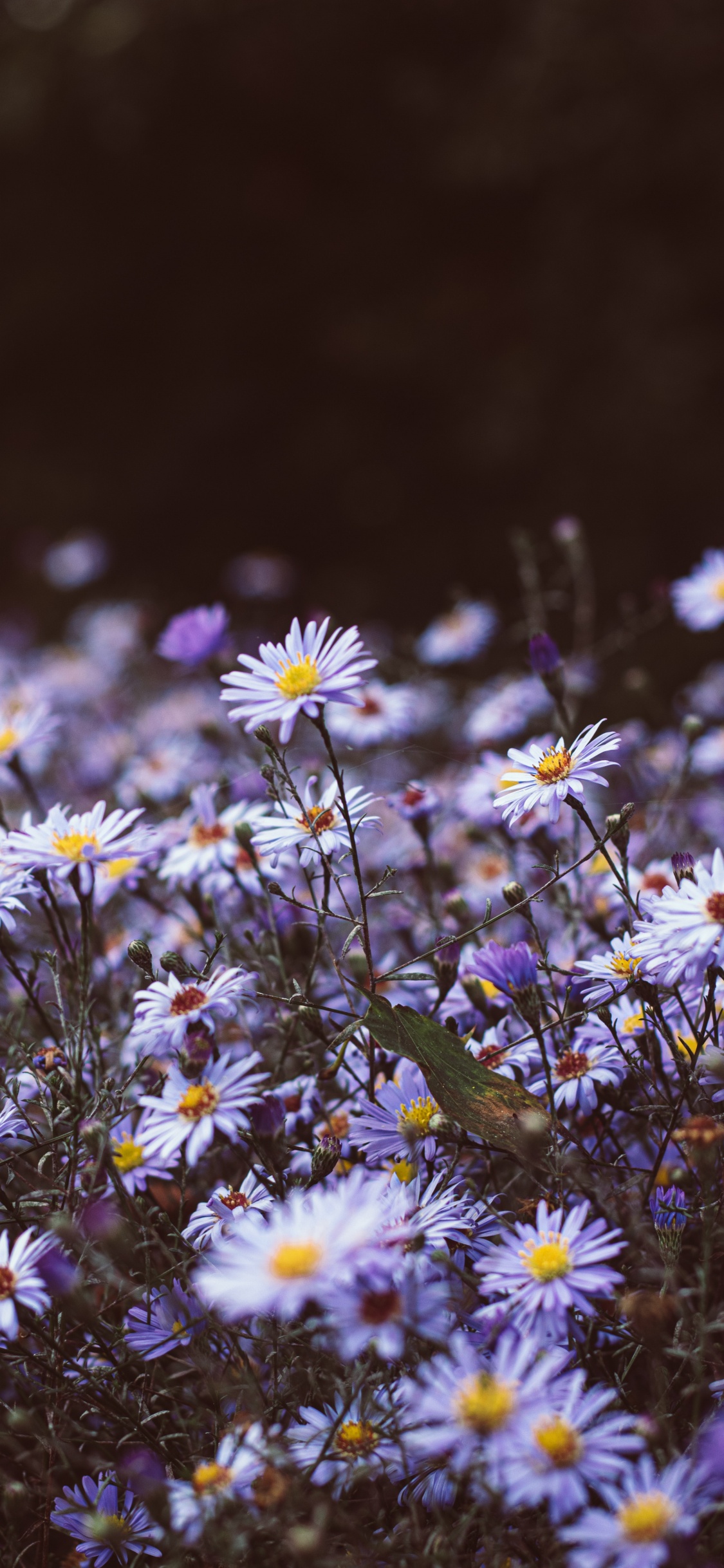 Oiseau Vert Sur Fleurs Blanches et Jaunes. Wallpaper in 1125x2436 Resolution
