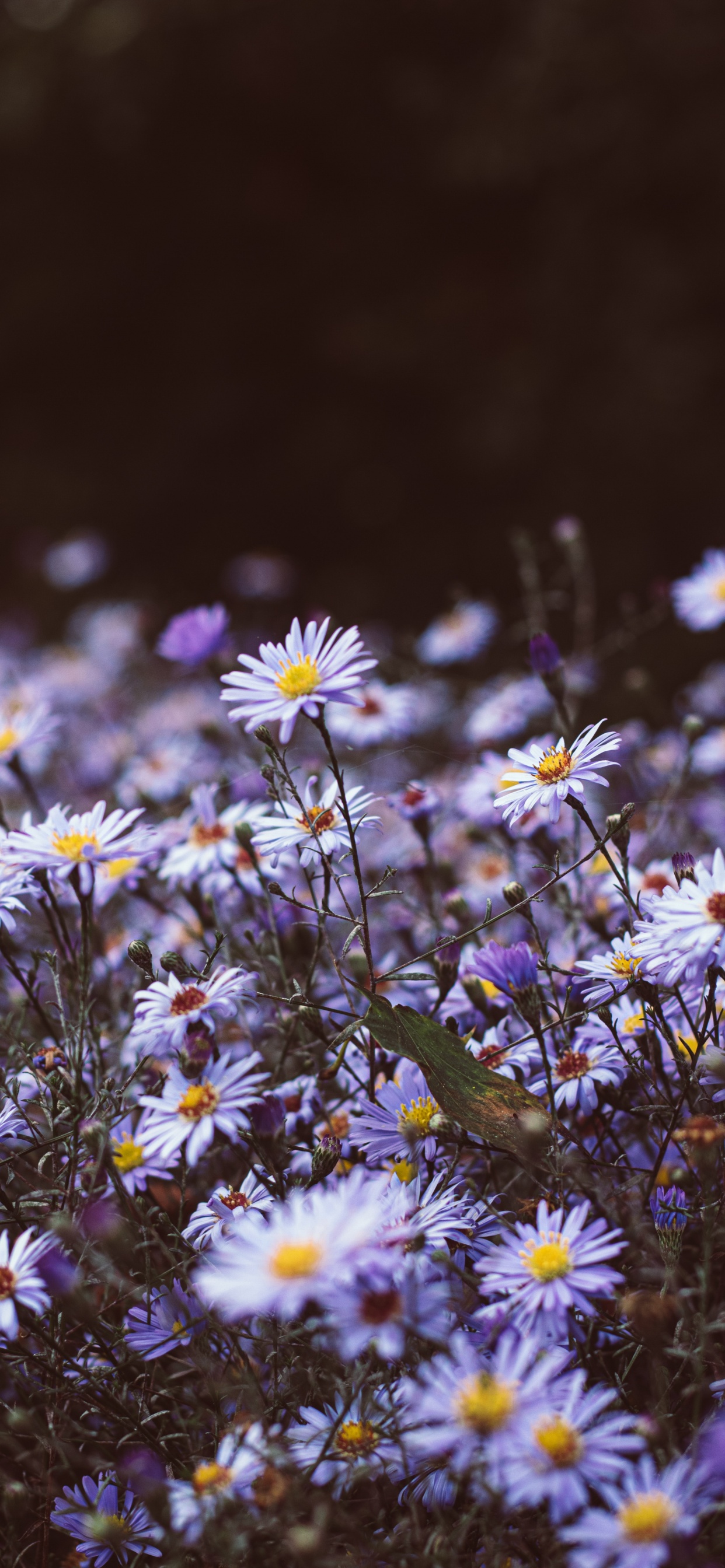 Oiseau Vert Sur Fleurs Blanches et Jaunes. Wallpaper in 1242x2688 Resolution