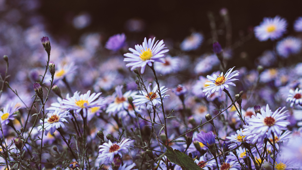 Oiseau Vert Sur Fleurs Blanches et Jaunes. Wallpaper in 1280x720 Resolution