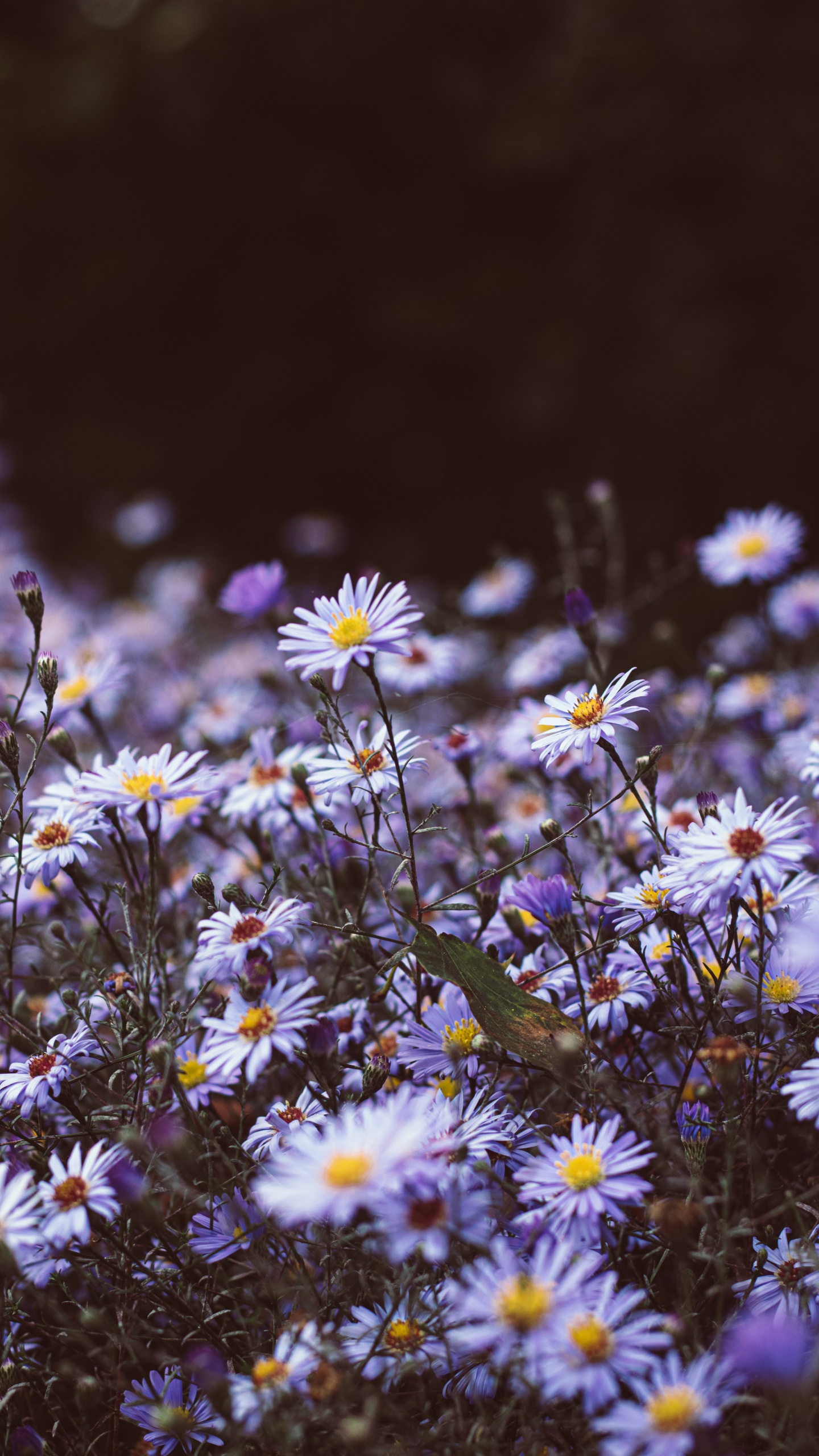 Oiseau Vert Sur Fleurs Blanches et Jaunes. Wallpaper in 1440x2560 Resolution