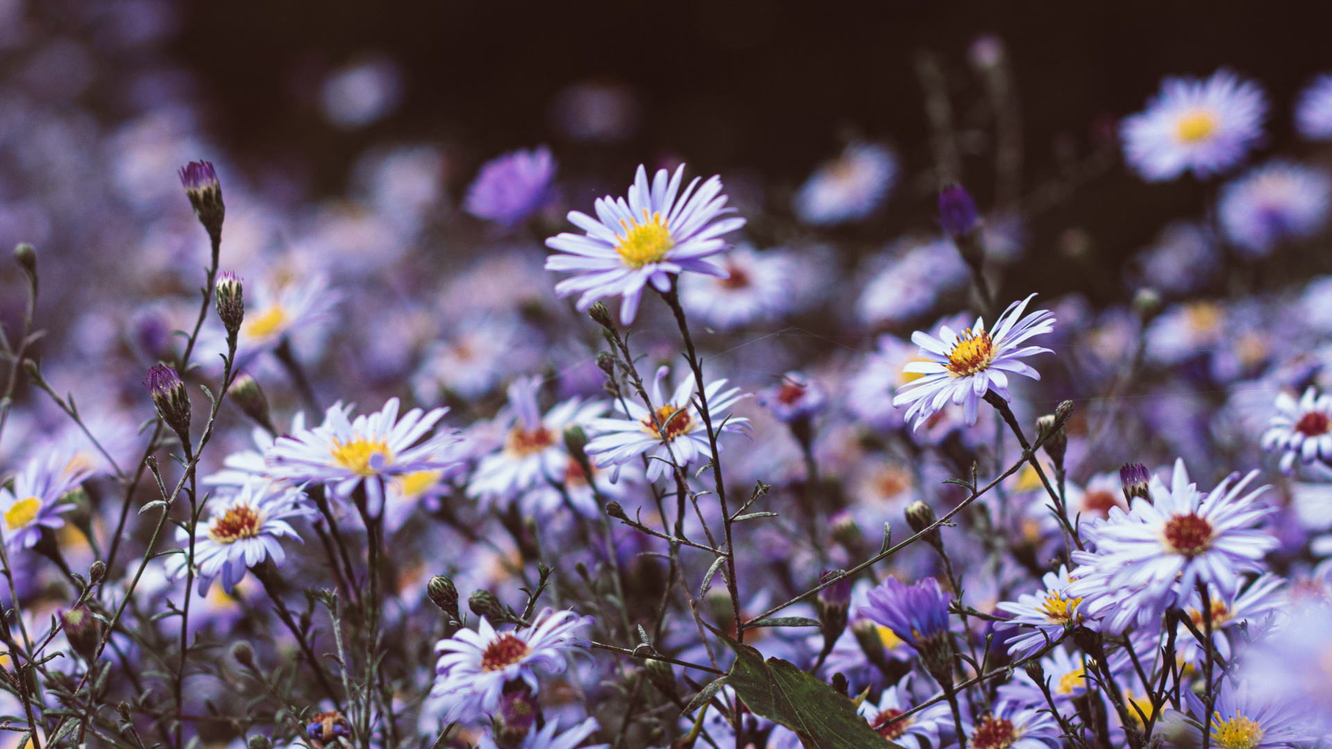 Oiseau Vert Sur Fleurs Blanches et Jaunes. Wallpaper in 1920x1080 Resolution