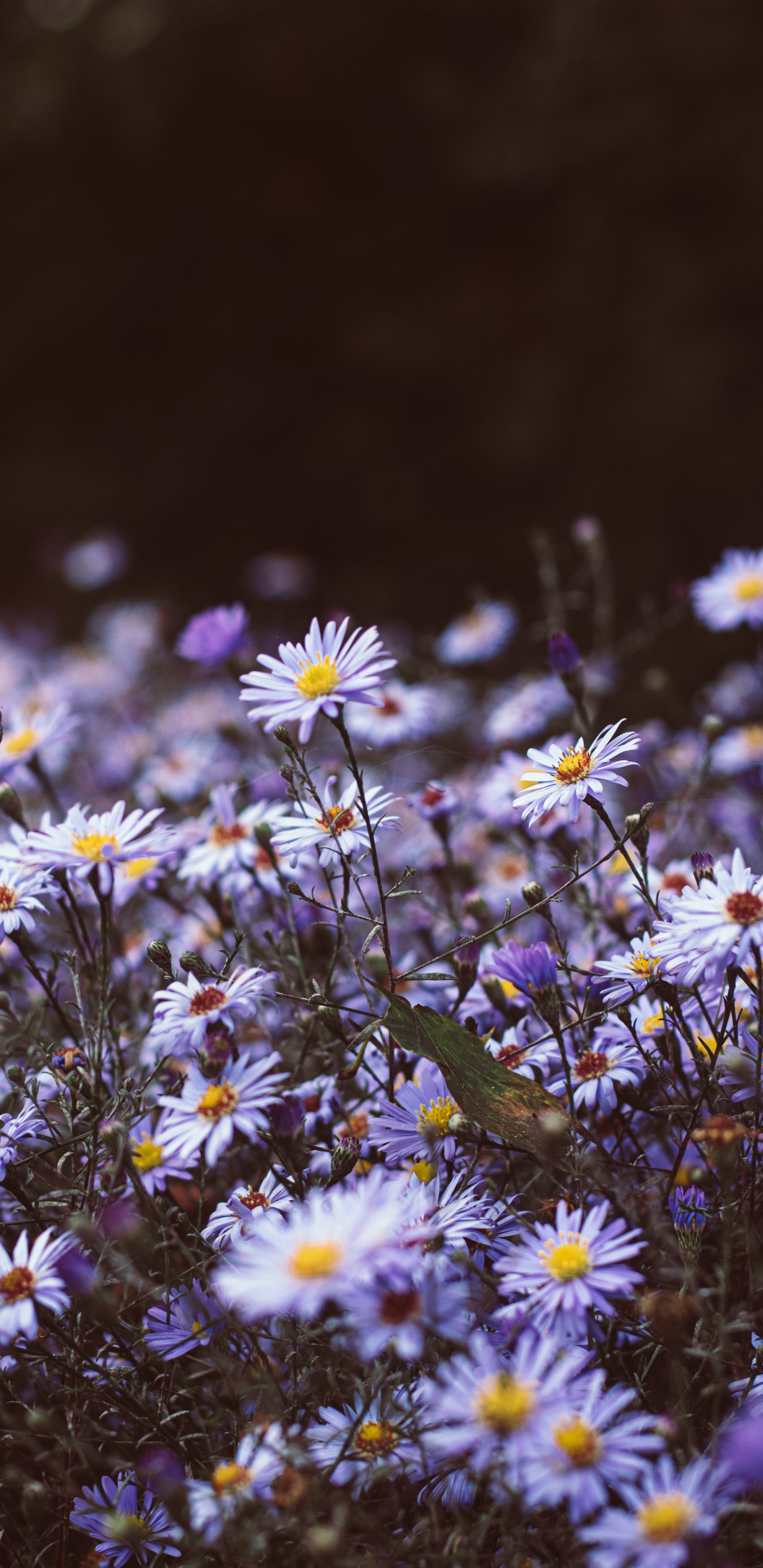 野花, 显花植物, 弹簧, Aster, 紫色的 壁纸 1440x2960 允许