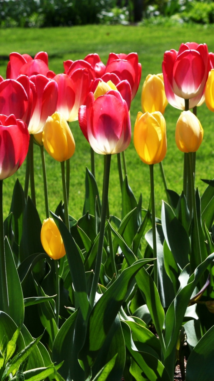 Red and Yellow Tulips in Bloom During Daytime. Wallpaper in 720x1280 Resolution