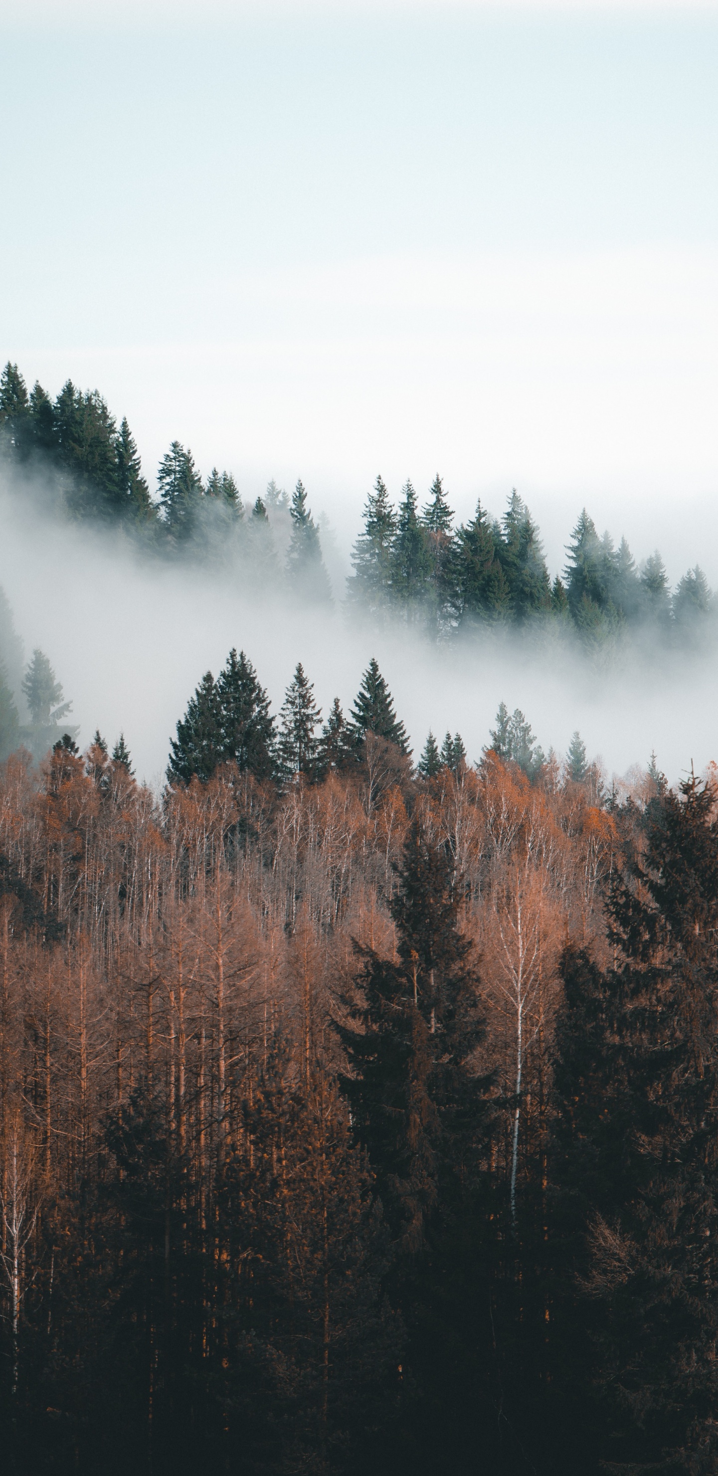 Ciel, Forêt, Brouillard, Nature, Paysage Naturel. Wallpaper in 1440x2960 Resolution