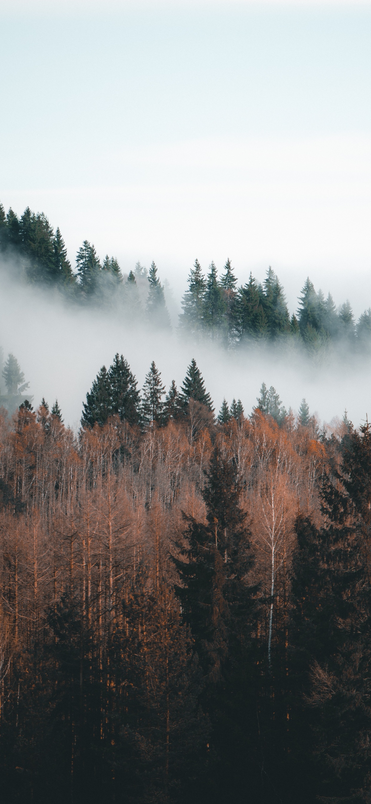 Sky, Forest, Fog, Nature, Natural Landscape. Wallpaper in 1242x2688 Resolution