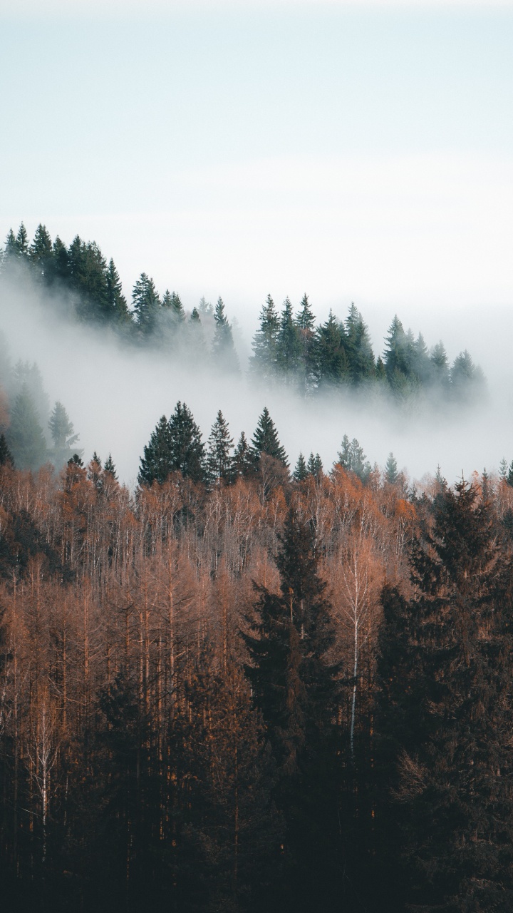 Sky, Forest, Fog, Nature, Natural Landscape. Wallpaper in 720x1280 Resolution